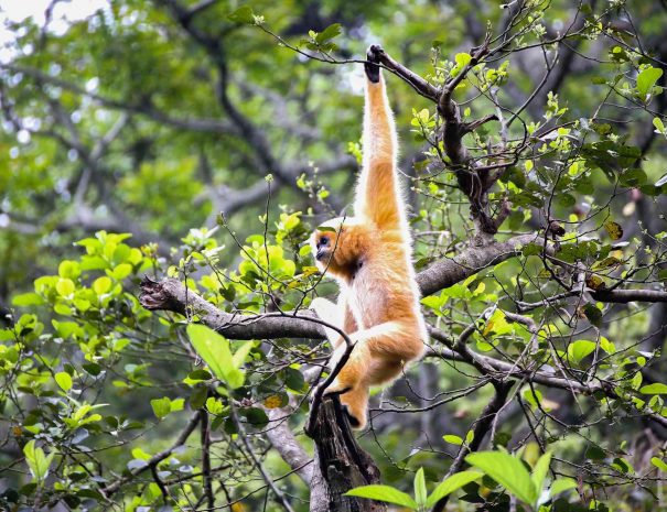 072n88vcio981701934595521