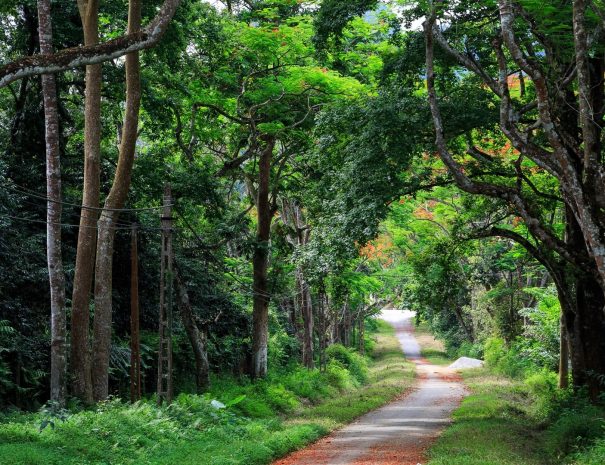 vuon-quoc-gia-cuc-phuong