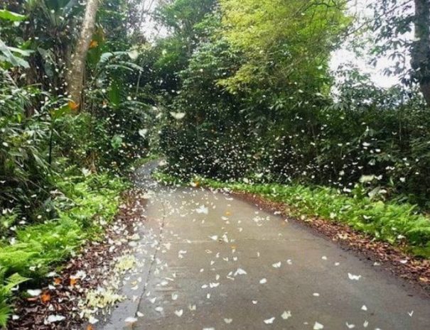 vuon-quoc-gia-cuc-phuong-mua-buom